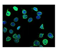 Anti-Lamin B1 antibody used in Immunocytochemistry/ Immunofluorescence (ICC/IF). GTX03695