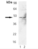 Anti-Fas antibody used in Western Blot (WB). GTX13550